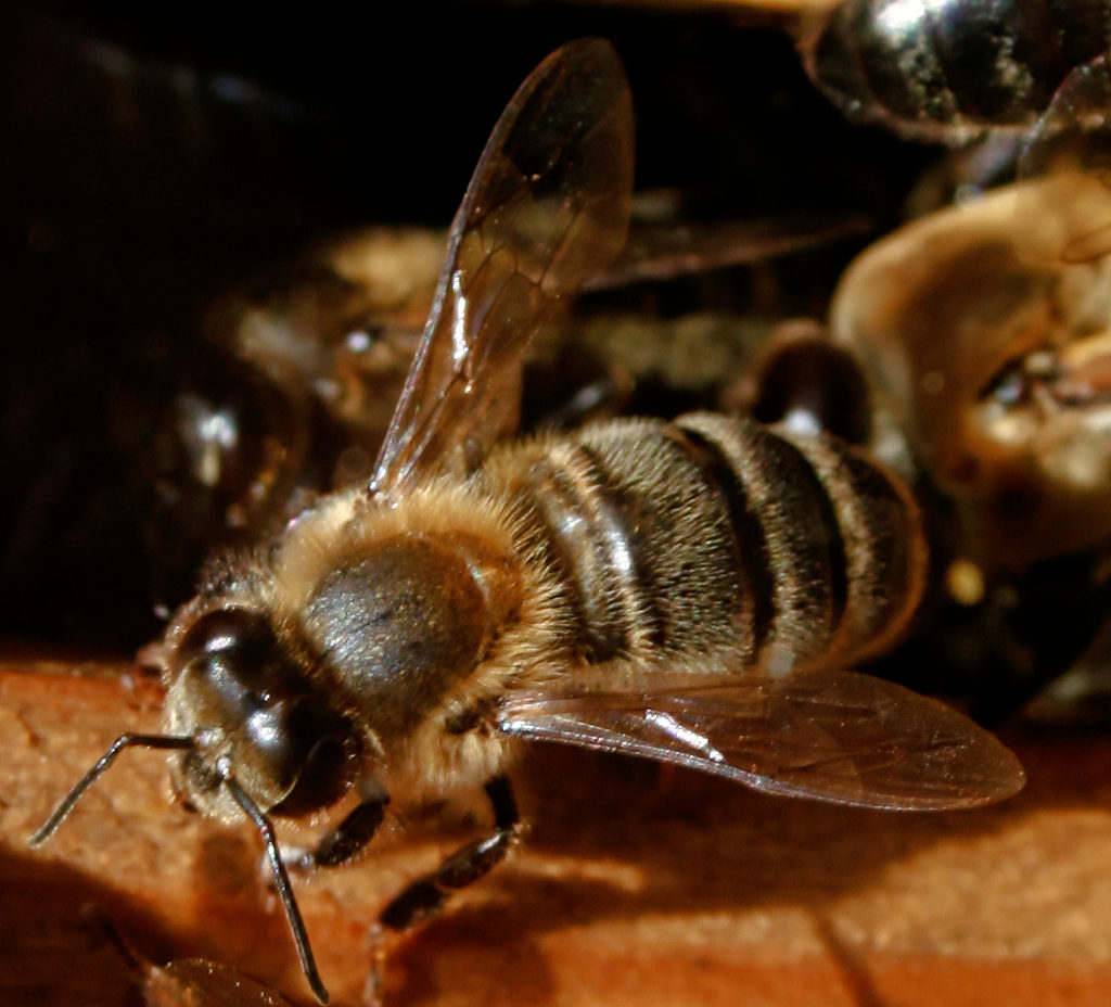 Image : Abeille des Bautières