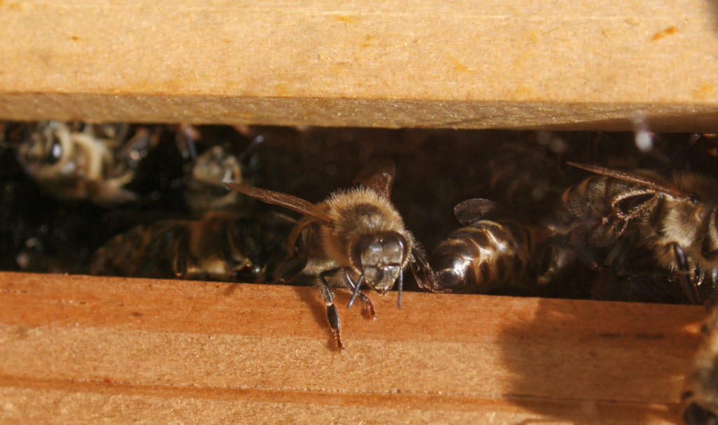 Image : Abeille des Bautières