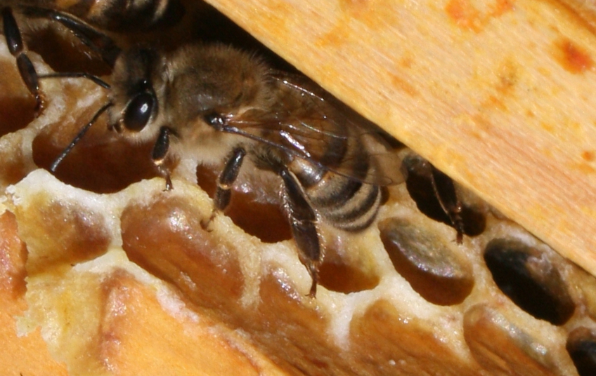 Image : Abeille des Bautières