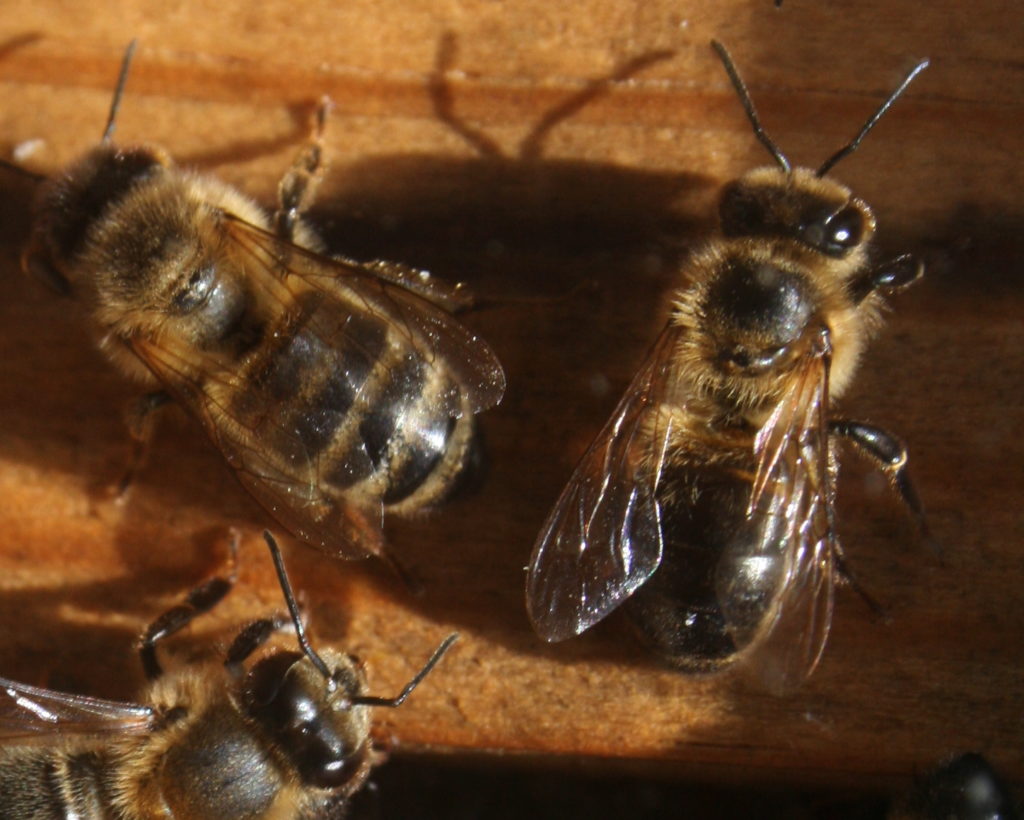 Image : Abeille des Bautières