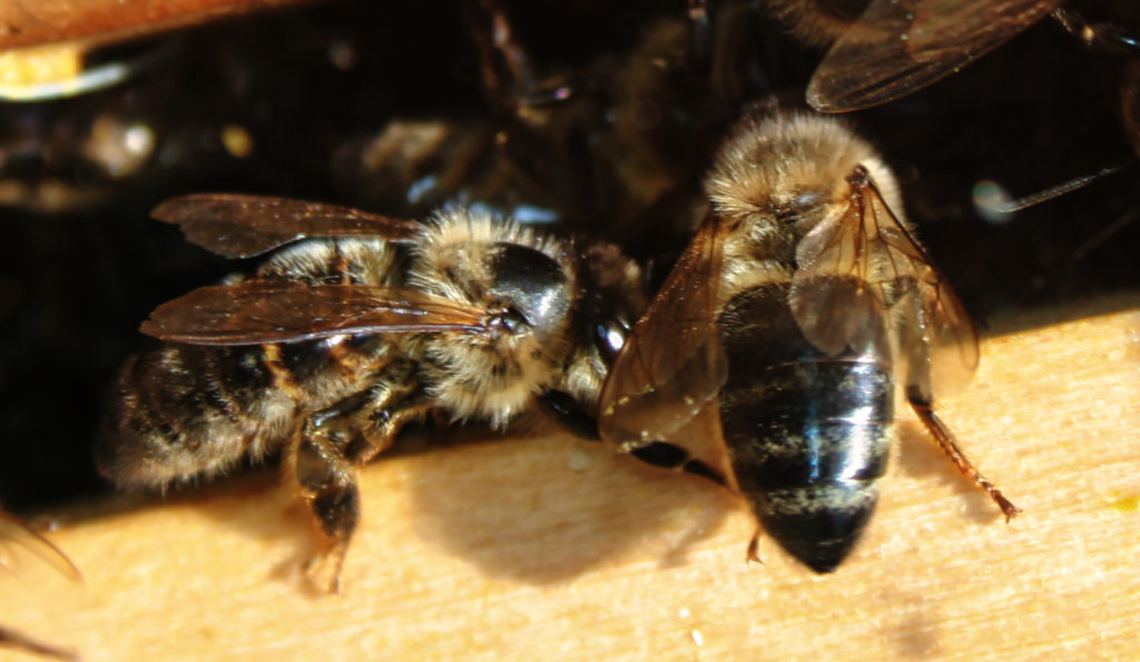 Image : Abeille des Bautières